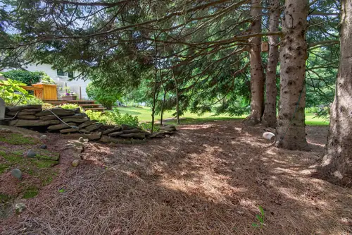 Driftwood placed beneath the pines