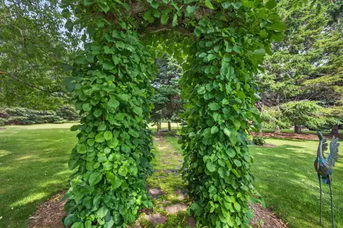 The leafy arch seen from the open lawn
