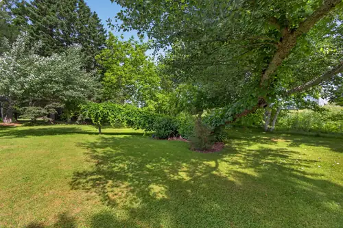 Open lawn beneath the mature trees