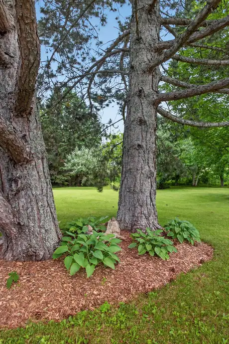 A mature tree ringed with hostas