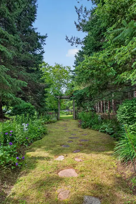 A path running between the pines
