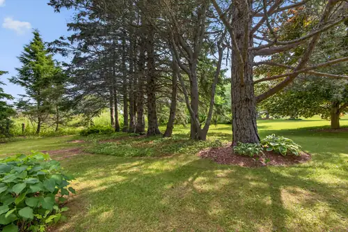 A stand of mature pines at the edge of the lawn