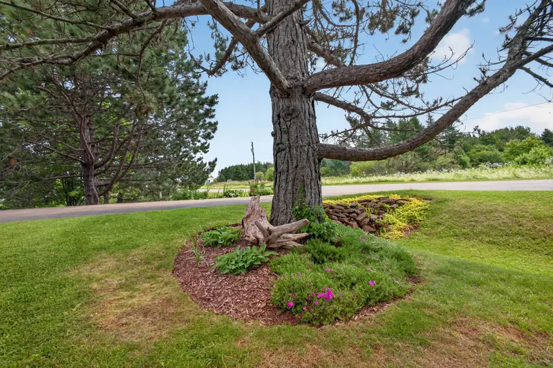 Driftwood arranged at the base of a mature pine tree